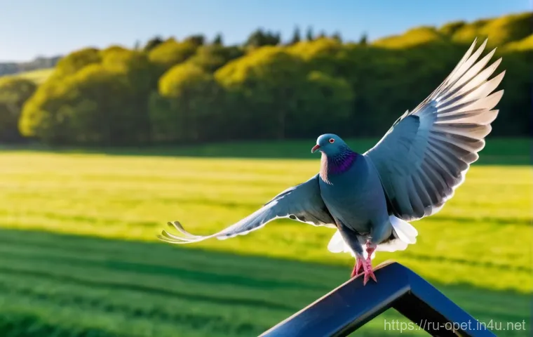 비둘기 훈련 난이도 - **Prompt:** A heartwarming scene of a kind, middle-aged male pigeon fancier, wearing clean, casual a...