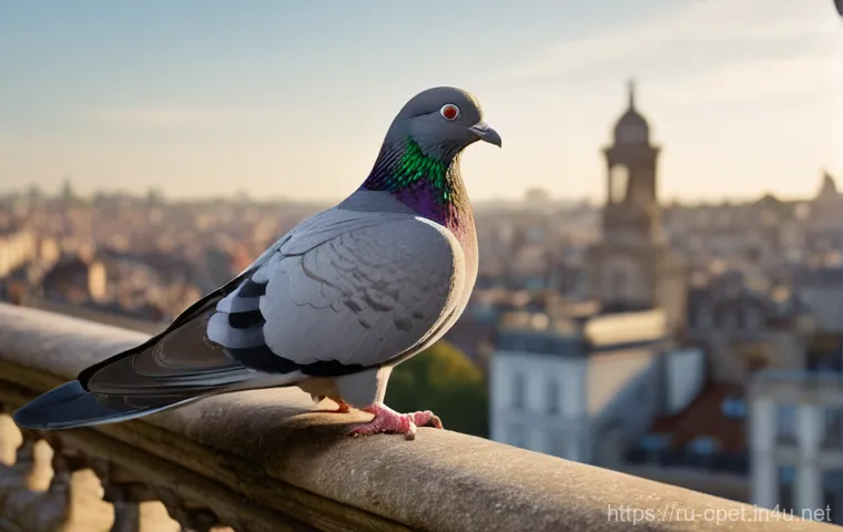 비둘기 도심 서식지 연구 - **Prompt:** A domestic pigeon (Columba livia domestica) perches with self-assured grace on the weath...